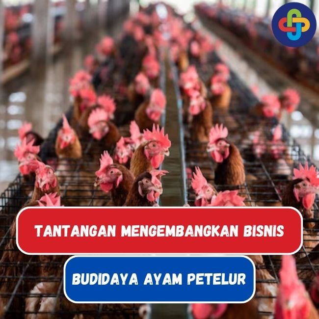 8 Tantangan Bisnis Budidaya Ayam Petelur